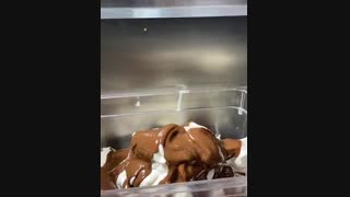 آیا چوبیک معروف ترین برند در حوزه بستنی را میشناسید؟