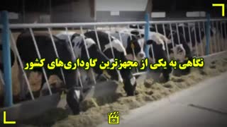 نگاهی به یکی از مجهزترین گاوداری‌های کشور