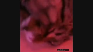 دیجی گربه ها تقدیم می کنندXD