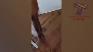 82 FUNNIEST CATS ON EARTH are here to MAKE YOU LAUGH