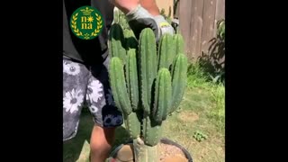 قلمه زنی کاکتوس