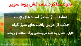 کنترل علف های هرز باریک برگ یکساله و چند ساله در گندم با پوما سوپر