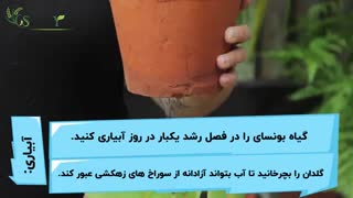 گیاه بونسای