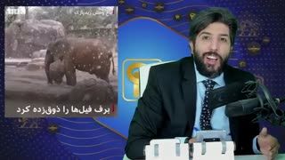 زنگ تفریح - بی بی سی: بچه فیلهای آریزونا در حال بازی، حالا اگر ایران بود! - سواد رسانه ای _ برنامه رودست امید دانا