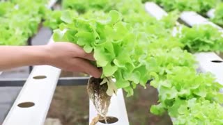 The Vertical Farming. The future of the foods