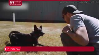 آموزش تربیت سگ _ سه قانون مهم برای صاحبان سگ