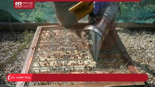 آموزش حرفه ای زنبورداری _ نحوه از بین بردن حشرات موم خوار درون کندو