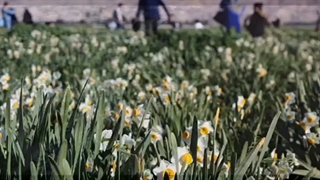 جشنواره گل نرگس نواباد تزریق چربی