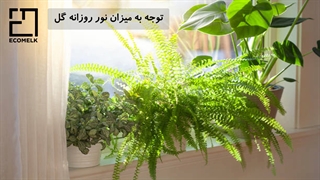 راز نگهداری گیاهان آپارتمانی