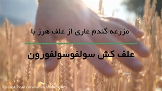 مزرعه گندم عاری از علف هرز با علف کش خارجی سولفوسولفورون