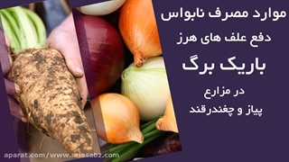 علف های هرز مزارع پیاز را با علف کش سیتوکسیدیم ریشه کن کنید