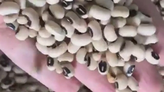 قیمت عمده لوبیا چشم بلبلی
