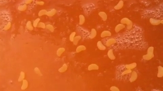 اسلایم نارنگی