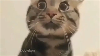 وقتی نمرات کارنامه تو بهت میگن