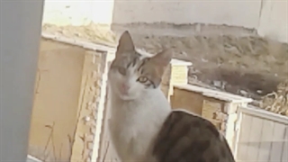 گربه های من،از شما یک درخواست دارم