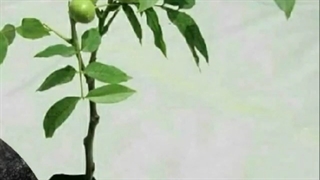 فروش نهال گردو چندلر در نهالستان برگ سبز