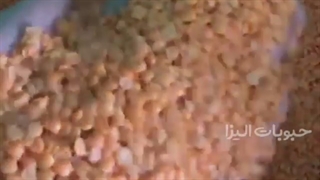 قیمت روز دال عدس ملو