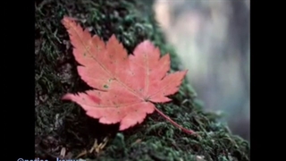 کلیپ عاشقانه پریسا کامیار