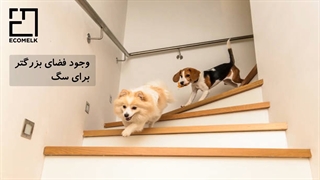 5 اصل مهم در انتخاب حیوان آپارتمانی