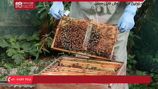 آموزش زنبورداری _ راه های انتشار بیماری نوزما