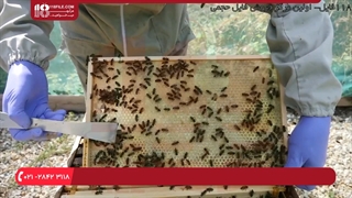 آموزش استفاده از سموم گازی و تدخینی برای ضدعفونی کردن کندو زنبور عسل