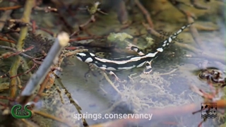 طرح حفاظت از سمندرهای کوهستانی ایران
