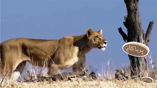 بوفالو‌های وحشی