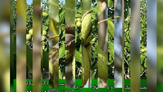 عرضه بهترین ارقام نهال گردو (www.gerdo.pro)