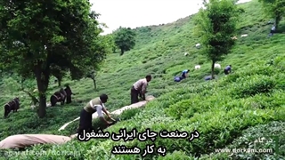 تفاوت چای ایرانی و خارجی