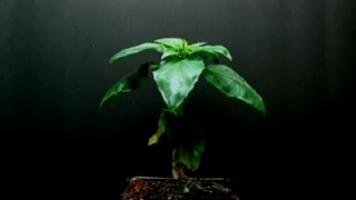 ما دوباره سبز خواهیم شد