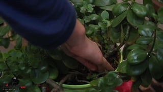 روز درختکاری