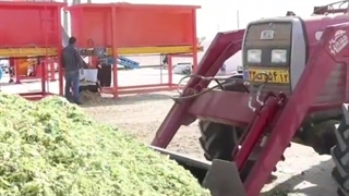 فروش دستگاه بسته بندی ذرت علوفه ای