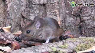 جلوگیری از ورود آفت موش‌ به باغ و مزارع