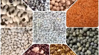 قیمت روز حبوبات عمده
