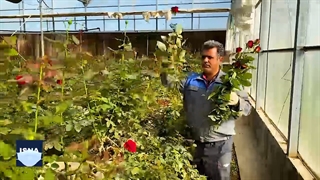 شهر گل در قلب خوزستان