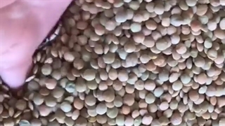 قیمت روز عدس روس نو