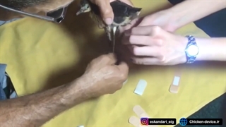 آموزش آتل بندی پرندگان