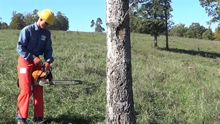 روش درست اره کردن درخت  کاملا رایگان