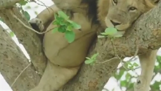 سلطان لش کرده داره میشاشه به این زندگی