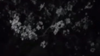 شکوفه های زیبا و نو ظهور بهاری