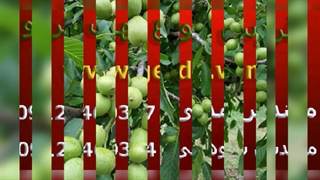 نهال گردو چندلر و عرضه تمامی ارقام با کارت سلامت و قرنطینه استانی(www.gerdo.win)