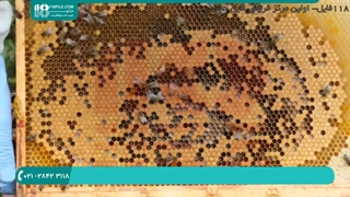 آموزش زنبورداری مدرن | پرورش زنبور عسل