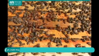 پرورش زنبور عسل و تغذیه آن در اواخر زمستان و اوایل بهار