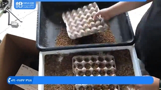 آموزش پرورش و نگهداری از کرم میل ورم