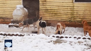 نگهداری از سگ‌های بی‌سرپناه در آستارا