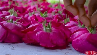 The life of roses.玫瑰花的一生。丨Liziqi Channel