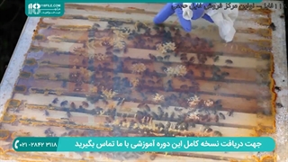 اهداف اصلاح نژادی زنبور عسل کارنیولان