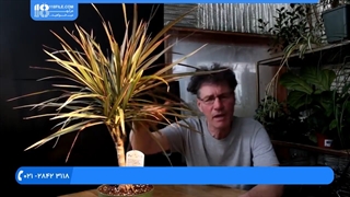 پرورش و بونسای کردن گیاه اژدها  در 5 مرحله