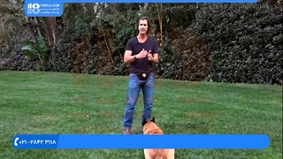 راهکاری نوین برای اطاعت کردن سگ به دستورات