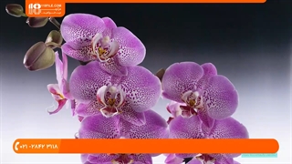 چگونه با دوربین حرفه ای عکاسی پرتره بگیریم ؟